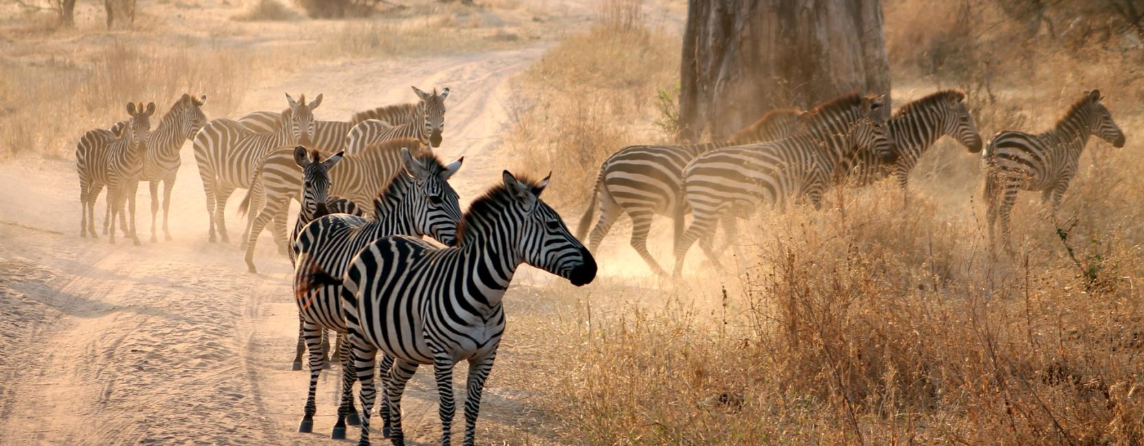 Mathew Transport & Tours